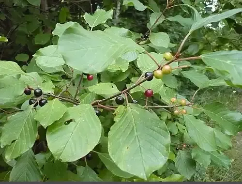 عکس سیاه توسه