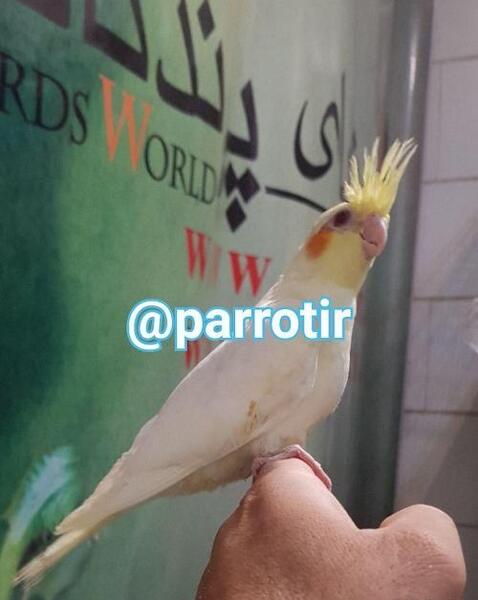 عکس عروس هلندی زرد و سفید