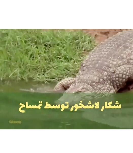 عکس یوز پلنگ خفن برای پروفایل