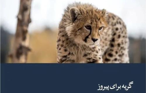 عکس یوز پلنگ خفن برای پروفایل