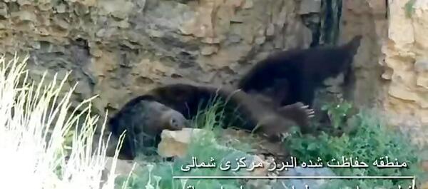 عکس یوز پلنگ خفن برای پروفایل