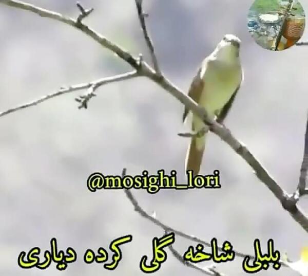 عکس نوشته جلیلی