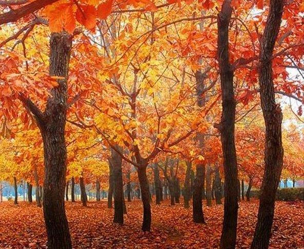 عکس زیبای پاییز برای پروفایل