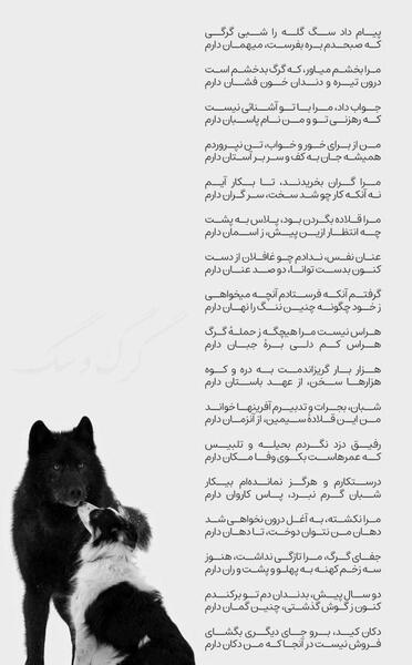 عکس گرگ شعر دار