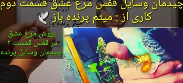 عکس مرغ عشق و قفس