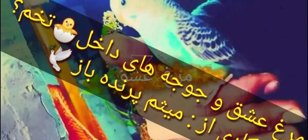 عکس مرغ عشق و قفس