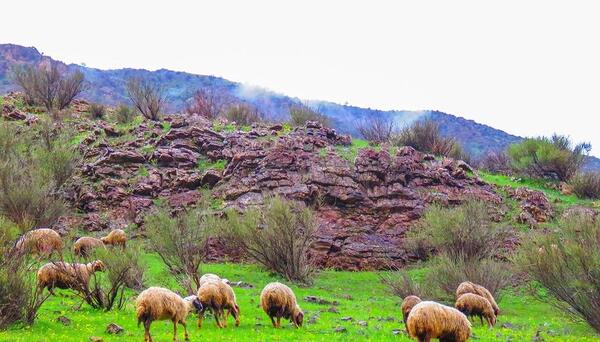 عکس طبیعت نوسود