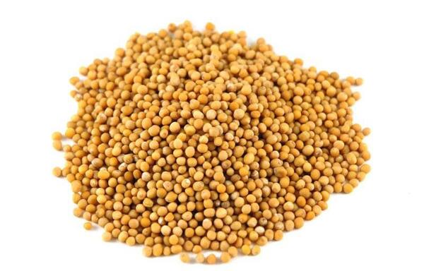 عکس دکتر سارا چیذری