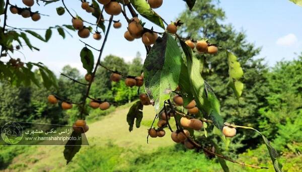 عکس عنکبوت در طبیعت