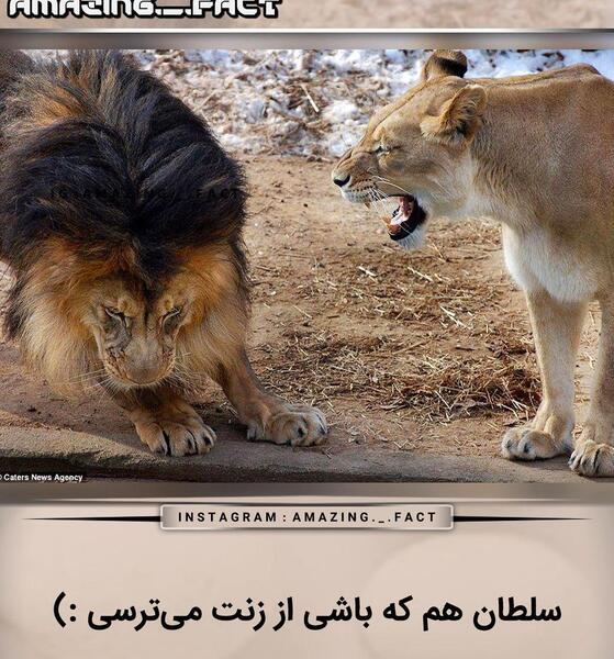 عکس عنکبوت در طبیعت