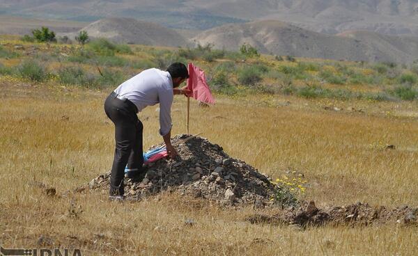 عکس عنکبوت در طبیعت