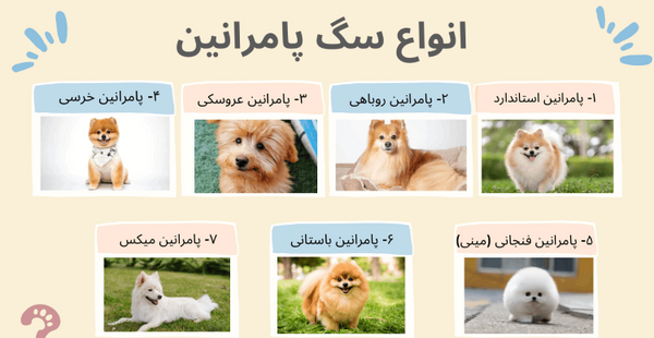 عکس سگ پامرانین بزرگ