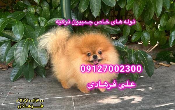 عکس سگ پامرانین بزرگ