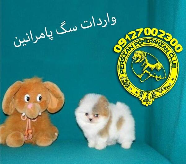 عکس سگ پامرانین بزرگ