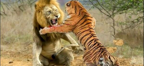 عکس مار عقربی