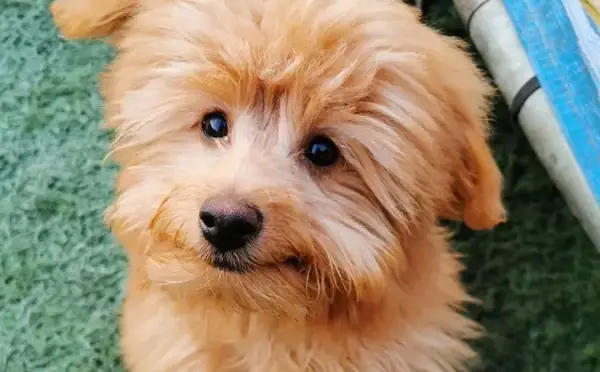 عکس پامرانین روباهی