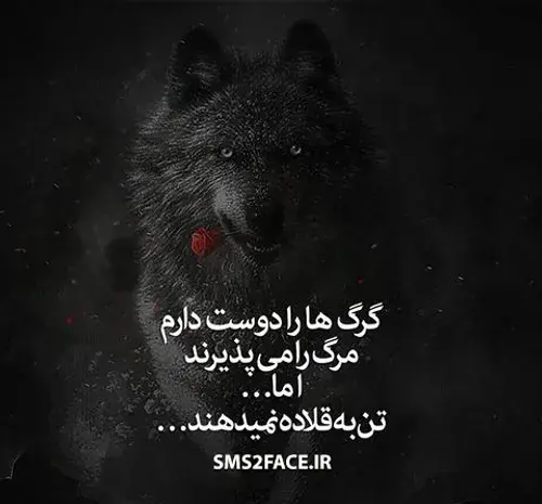 عکس گرگ مرگ