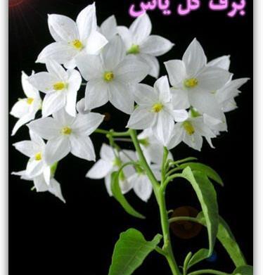 عکس نقاشی گل یاس