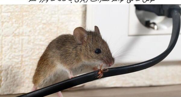 عکس موش صحرایی