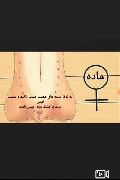 عکس همستر حامله
