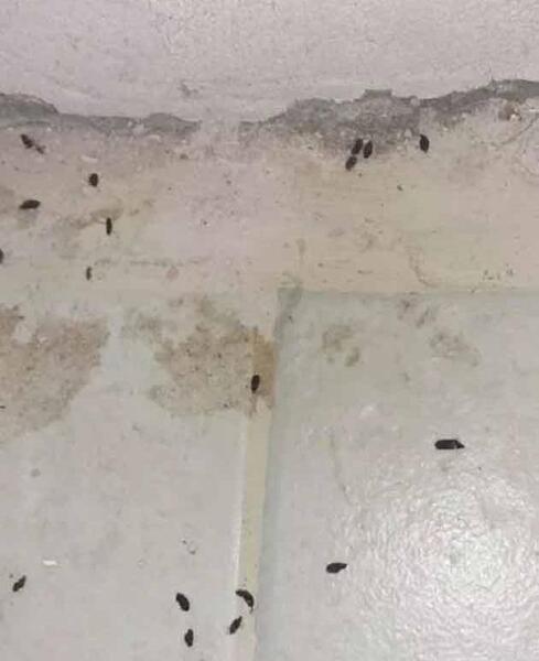 عکس فضله موش
