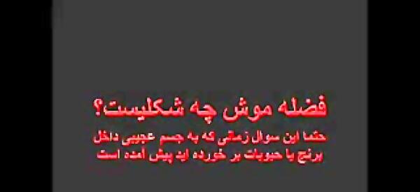 عکس فضله موش
