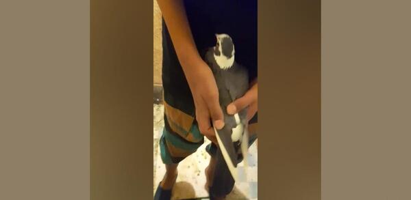 عکس ببر لاتی