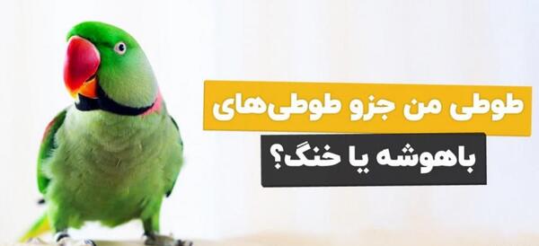 عکس قیمت طوطی ی سخنگو