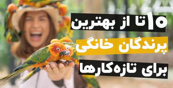 عکس قیمت طوطی ی سخنگو