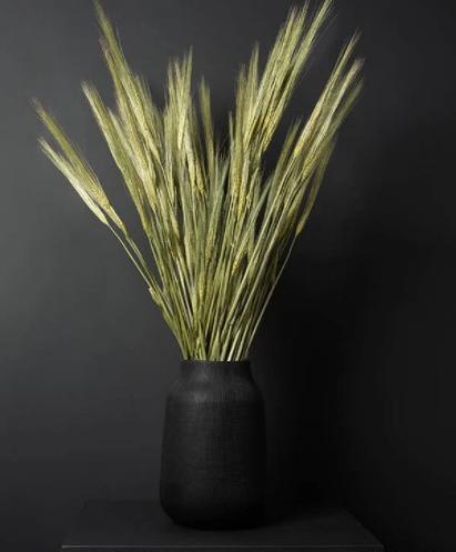 عکس گیاه جو