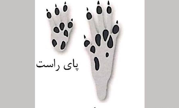 عکس موش زرد