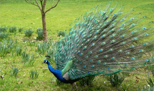 عکس طاووس وحشی