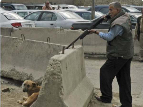 عکس سگ وحشی عراقی