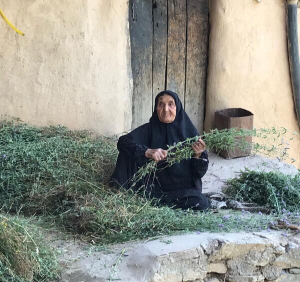 عکس های کرفس