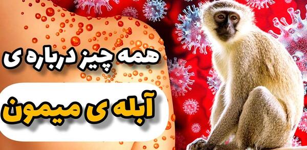 عکس ابله ی میمون