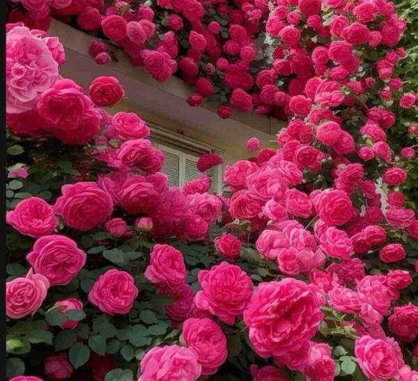 عکس نوشته یه تابوت رنگی