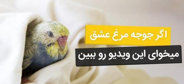 عکس مرغ عشق معمولی