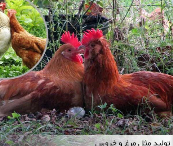 عکس مرغ عشق معمولی
