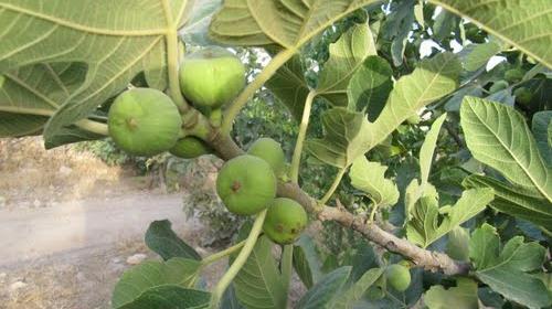 عکس شکوفه انجیر