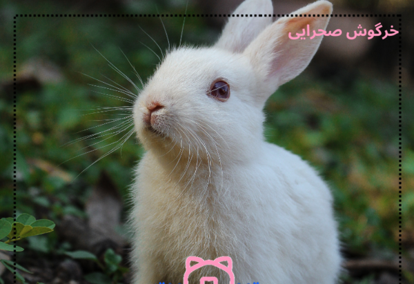 عکس خرگوش نر