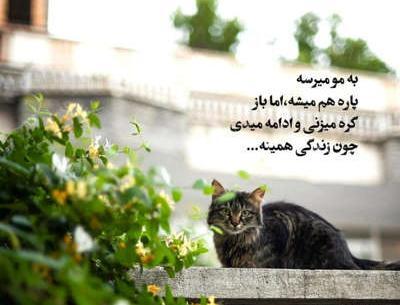 عکس نوشته زندگی جیره مختصریست