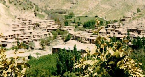 عکس نی نی گریون