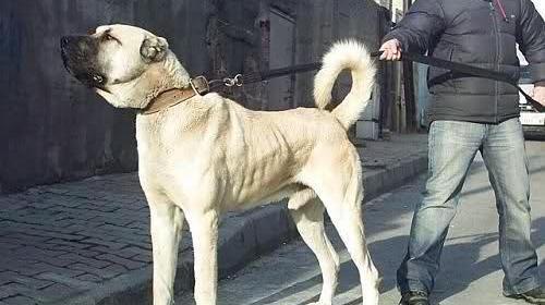 عکس سگ سرابی سیاه اصیل