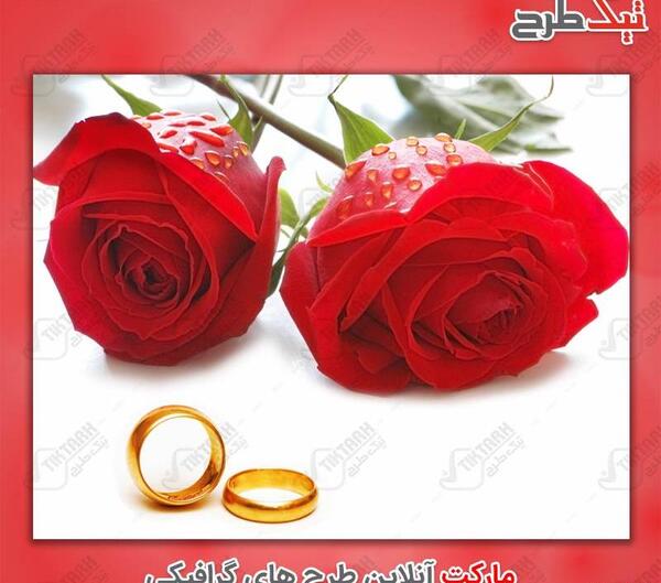 عکس گل رز آتشین