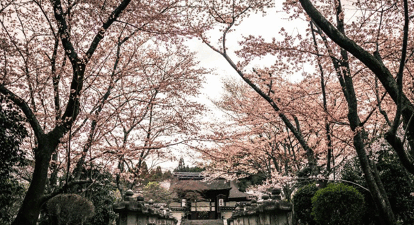 عکس از طبیعت چین