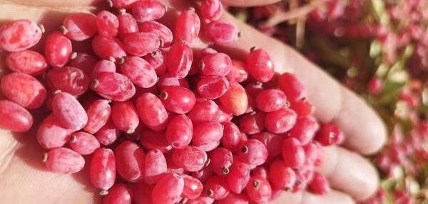 عکس زعفران طلای سرخ
