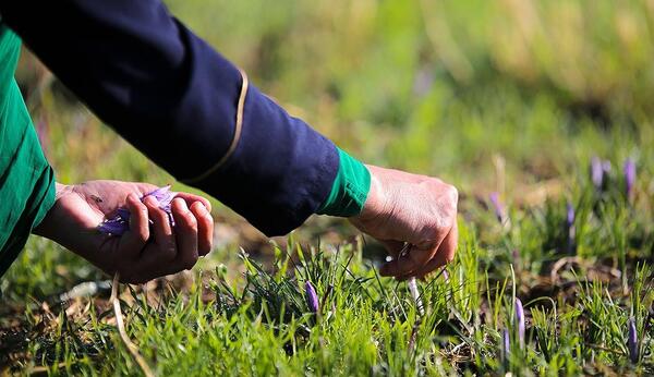 عکس زعفران طلای سرخ