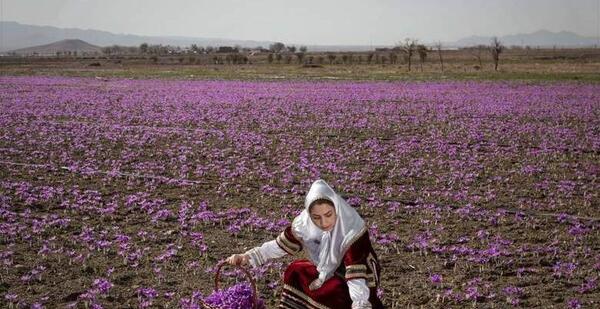 عکس زعفران طلای سرخ