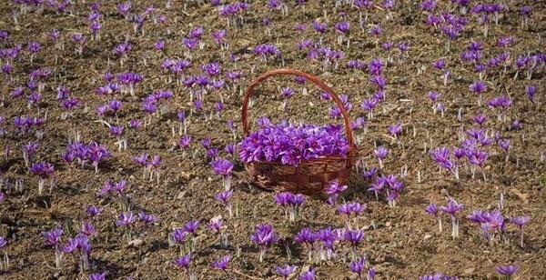 عکس زعفران طلای سرخ