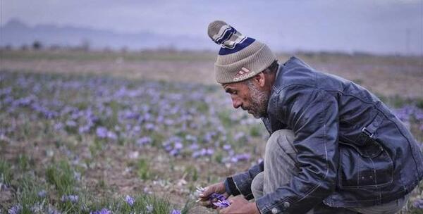 عکس زعفران طلای سرخ